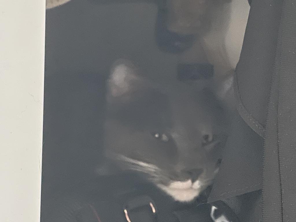 a cat resting in a closet with clothes